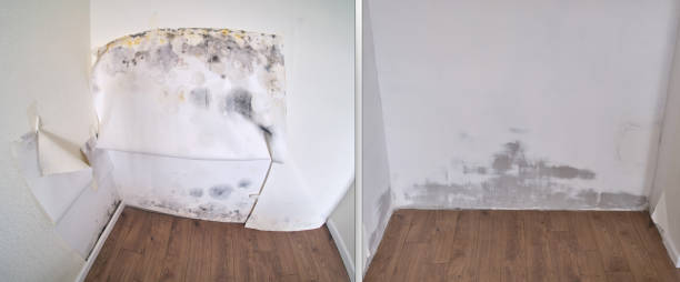 Trusted Malaga, NJ Mold Removal Experts